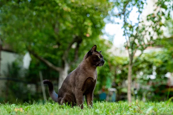 Bonito Gato Castanho Sentado Natureza Adorável Animal Estimação Doméstico Sentado — Fotografia de Stock