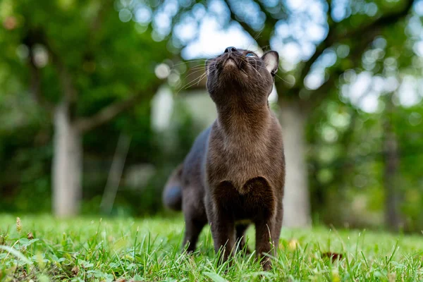 Burmalı Komik Bir Kedi Dışarıda Oynuyor Bahçede Yürürken Mutlu Kedi — Stok fotoğraf