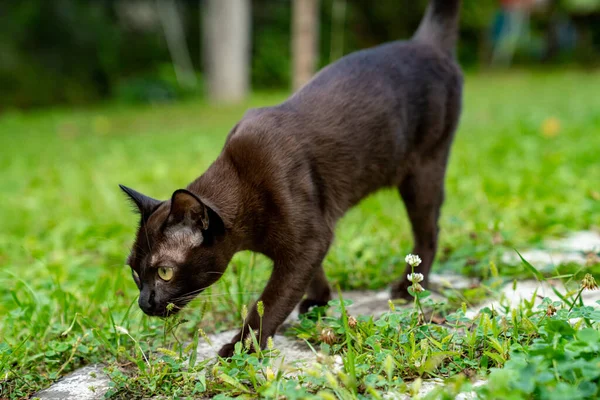 Doğada Yürüyen Güzel Kahverengi Kedi Sevimli Evcil Hayvan Çimenleri Kokluyor — Stok fotoğraf