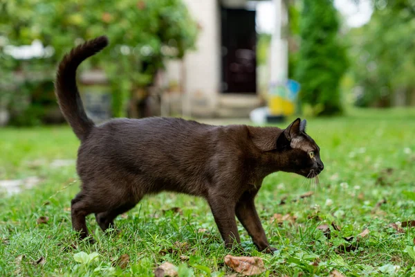 Brown Burmese Kitten Menoleh Dan Bersiap Untuk Menangkap Seseorang Hewan — Stok Foto
