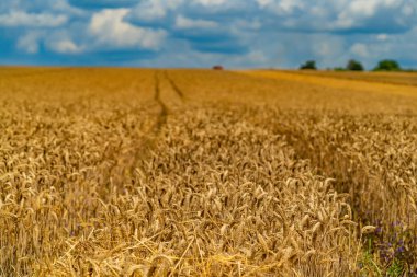 Olgun sarı buğday tarlası ve mavi gökyüzü. Altın yaz tarım manzaraları.
