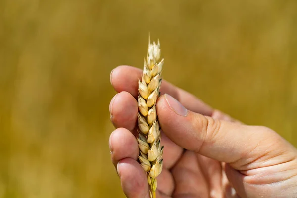 Cosecha Cereales Grano Agrícola Semillas Trigo Maduras Amarillas Las Manos —  Fotos de Stock