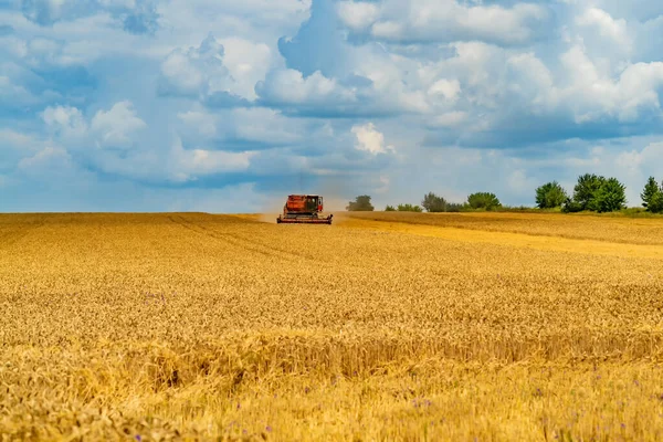 Altın Yaz Tarım Arazileri Olgun Sarı Buğday Mavi Gökyüzü Tarlası — Stok fotoğraf