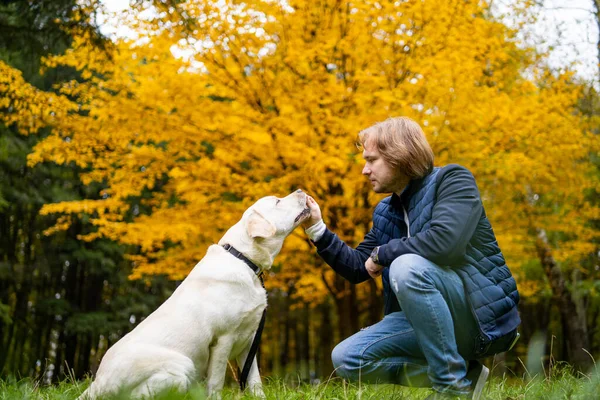 カメラの前でポーズを細心の従順なラブラドール犬の側面図 秋晴れ — ストック写真