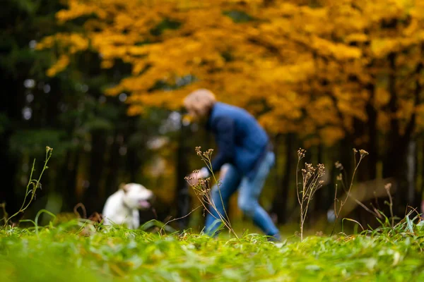 男は公園でレトリバー犬と遊んでいる 所有者と家畜 黄金の秋の背景 — ストック写真