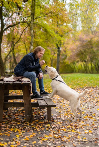 男はベンチの上に公園に座っている ラブラドール犬は公園の所有者の近くに立つ 美しい黄金の秋の背景 — ストック写真