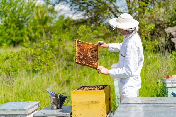 Αρσενικός Μελισσοκόμος Δουλεύει Μέλισσες Και Μελίσσια Στο Μελισσοκομείο Σκελετοί Κυψέλης — Φωτογραφία Αρχείου