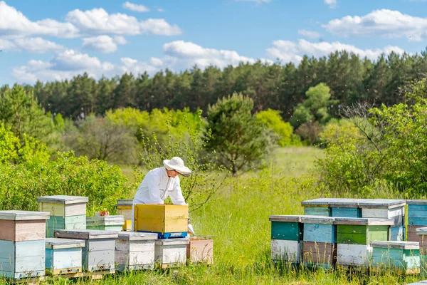 自信を持って風景に取り組んで養蜂家の完全な長さのビュー 農業自然夏のハニカムコンセプト — ストック写真