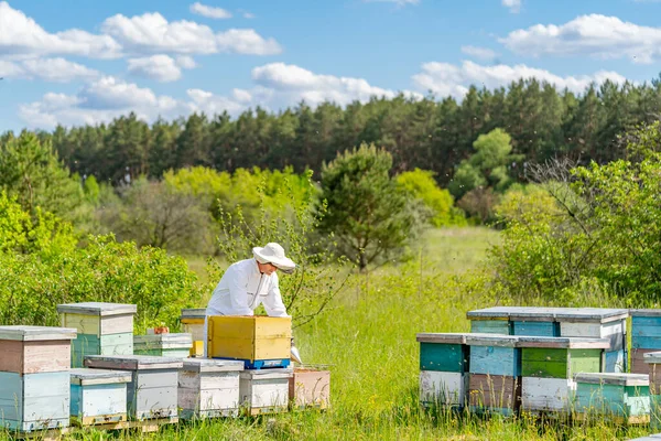 Volledig Overzicht Van Imker Die Werkt Aan Landschappen Met Zelfverzekerde — Stockfoto