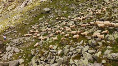 Büyük beyaz koyun sürüsü kayalık dağ yamacında yürüyor. Kayaların arasında ot yiyen çiftlik hayvanları. Hava görünümü.