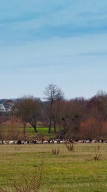 Sonbahar mevsiminde kırsal alanda çayır. Tarlada otlayan evcil bir koyun sürüsü. Köy evleri arka planda. Dikey video