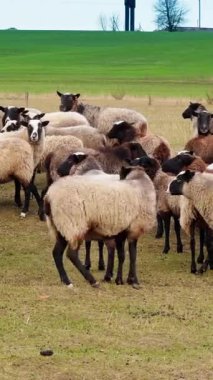 Açık arazide yumuşak tüylü koyunlar. Sonbahar mevsiminde otlaktaki küçük sığırlar. Dikey video
