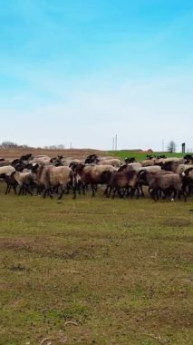 Büyük tüylü koyun sürüsü sonbaharda çayırda yürür. Bir grup hayvan tek yöne bakmaktan vazgeçiyor. Dikey video