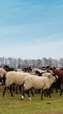 Beyaz ve kahverengi tüylü koyunlar tarlada yürüyor. Kırsalda küçük sığır çiftliği. Dikey video