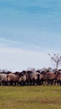 Yumuşak bir koyun sürüsü çayırdaki küçük çıplak ağacın etrafında toplandı. Sonbaharda tarlada küçük sığırlar otlar. Dikey video