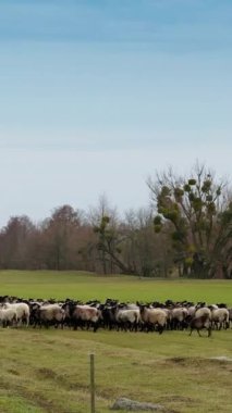 Yünlü siyah ağızlıklı koyun sürüsü çayırda toplandı. Sonbaharda otlaktaki çiftlik hayvanları. Dikey video