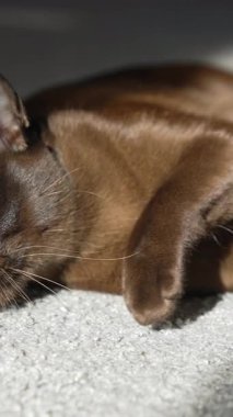 Yerde yatan komik kedi. Koyu tüylü sevimli evcil hayvan içeride oynuyor. Dikey video