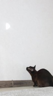 Kara kedicik güneş ışığıyla zıplıyor. Eğlenceli kedi avı. Dikey video