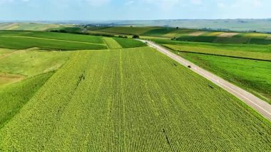 Mısır tarlaları ve köy yolu olan tarım arazisi. Romanya 'daki tarım arazileri boyunca uzanan yeşil mısır tarlaları ve karayolu manzarası.