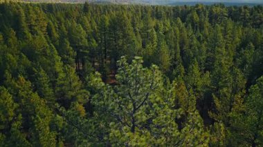 Vahşi doğanın kalın ormanına iniyorum. Arka planda muhteşem dağlar. Hava görünümü.