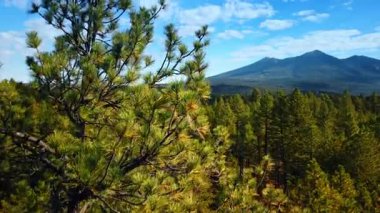 Ormanda büyüyen bir çam ağacı. İnsansız hava aracı görüntüleri ormanın üzerinde yükseliyor ve arka plandaki dağları gösteriyor..