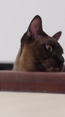 Anlamlı bakışlı komik kedi yavrusu. Ev ahşap merdivenlerde yatan kedi portresi