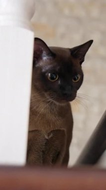 Evde merdivenlerde kedi var. Evcil kedinin evi merdivenlerde.