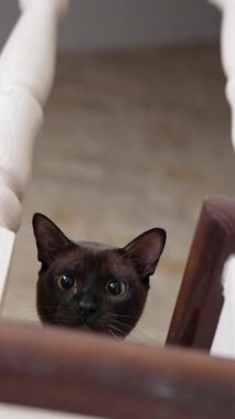 Evde merdivenlerde oturan kedi. Evcil kedi evdeki yüksek merdivenlerde oturuyor.