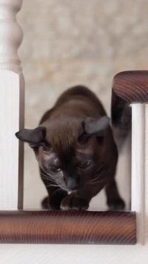 İçeride rahatlayan sevimli bir kedi. Evin içindeki tahta merdivenlerdeki evcil kedi.