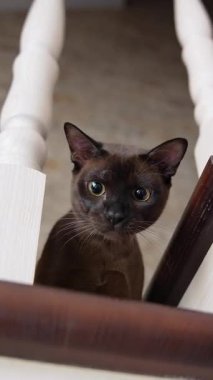 Evcil kedi merdivenlerde. Evdeki ahşap merdivenlerde oturan sevimli kedi.