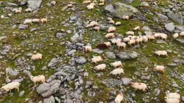 Beyaz koyun sürüsüne yaklaşıyorlar ve içlerinden biri de dağ yamacında otluyor. Çiftlik hayvanları çimen aramak için kayalıklarda dolaşır..