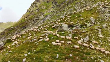 Dağın yeşil kayalık yamaçları çoklu beyaz koyunlarla dolu. Hayvancılık konsepti. Hava görünümü.