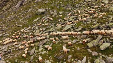 Dağdaki çiftlik hayvanları. Beyaz koyun yiyecek aramak için kayalıklarda koşuyor..