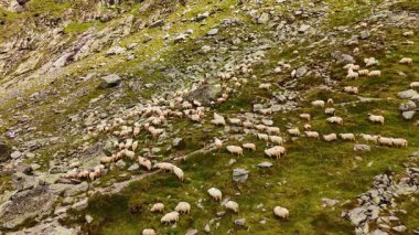 Kayalık yeşil yamaçta çok sayıda koyun yürüyor. Çiftlik hayvanlarının otlatılması üzerine hava perspektifi.