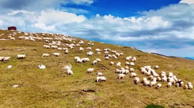 Yeşil tepedeki sevimli tüylü beyaz koyun otlağı. Dağlarda otlayan çiftlik hayvanları. Arkaplanda bulutlu gökyüzü.