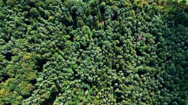 Orman ağaçlarının ve açık çayırların yukarıdan görünüşü. Ormanın havadan görünüşü güneş ışığı ve gölgelerde açık bir çayırla buluşuyor..