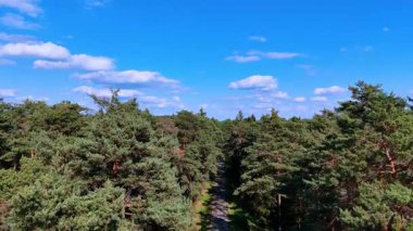 Orman yolu, mavi gökyüzünün altında yoğun yeşil çam ağaçlarıyla çevrili. Yoğun bir çam ormanından geçen dar bir yolun havadan görünüşü. Parlak yeşil ağaçlar ve parlak mavi bir gökyüzü..