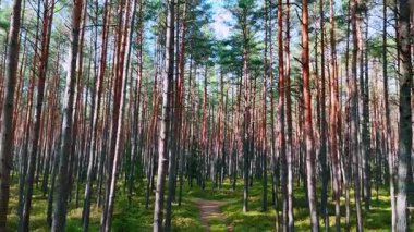 Uzun çamlar arasında güneşli orman yolu. Ağaçların gölgeleri, parlak bir orman yolunda, uzun ince çamların arasına düşüyor..