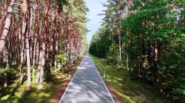 Parlak yaz güneşi altında düz orman yolu. Sıcak yaz ışığında uzun yeşil çam ağaçlarının arasından uzanan dar bir yol..