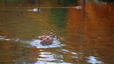 Sevimli erkek ve dişi ördekler gölette yüzer ve yiyecek için dalarlar. Renkli ağaçlar su yüzeyine yansıyor.