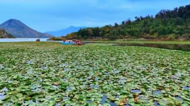 Ulcinj, Montenegro, 14 August 2025: Lily Boats Near Hills. Boats glide across lily fields framed by distant green hills.