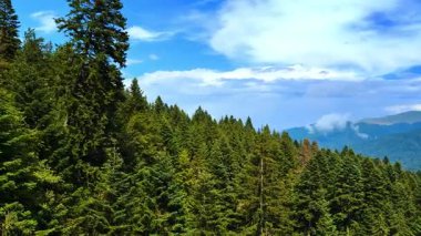 Mountain slope covered with lush evergreen pine-tree forest. Drone footage over the stunning wild nature of Romania. Beautiful blue sky with fluffy clouds at backdrop.