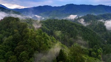 Breath-taking scenery of green mountains covered with beautiful woods. Foggy clouds rise over the forest. Wilderness of Romania. Aerial view.
