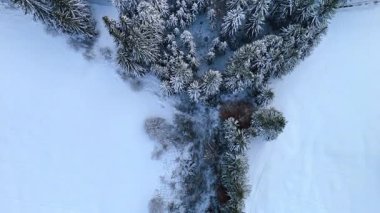 Kışın karla kaplı çam ağaçlarının üzerinde uçmak. Ormanı geçen yola yaklaşıyoruz..