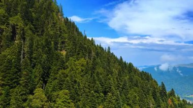 Dağın yamacını kaplayan sık ve yeşil çam ağaçları. Güney Karpatlar 'ın Bucegi Dağları' ndaki ormandaki insansız hava aracı görüntüleri..