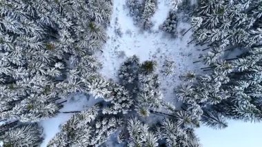 Karla kaplı çam ağaçlarının tepesinde. Havadan bakıldığında, kışın güzel bir orman..