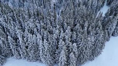 Karla kaplı nefes kesici çam ağaçları. İnsansız hava aracından güzel bir kış arkaplanı.
