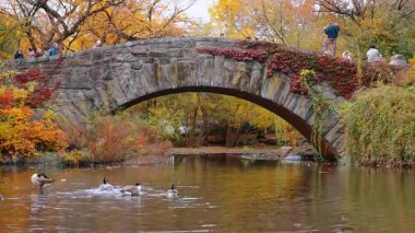 New York, ABD, 22 Ekim 2025: Ördekler sonbaharda gölette yüzer ve yıkanır. İnsanlar suyun üzerindeki taş köprünün yanından geçiyorlar. Central Park, New York, ABD.