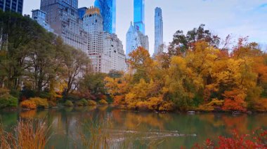 New York, ABD, 2 Aralık 2025: Sevimli ördekler renkli ağaçlarla çevrili gölette yüzerler. Central Park 'ta sonbahar, New York, ABD.
