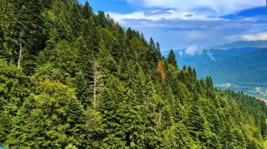 Uzun ağaçlar sık bir ormanda yamacı kaplar. Bazı ağaçlar renk değişimi belirtileri gösterir. Açık bir gökyüzü gün ortasında bir dağ bölgesinde güneş ışığı sağlar..